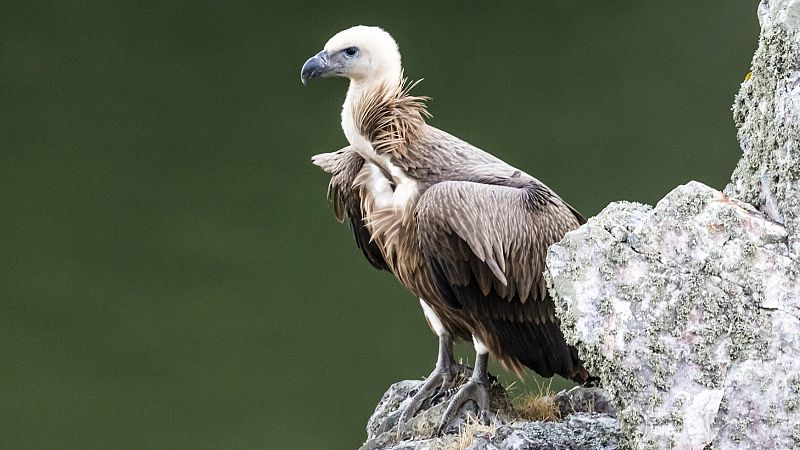 En clave Turismo - Fauna ibérica, destacamos una especie para cada mes del año - 10/01/23 - escuchar ahora