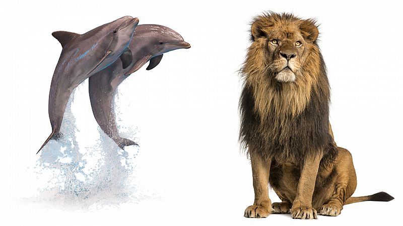 Locos por los clásicos - Leones y delfines en la Historia Natural de Plinio el Viejo - Escuchar ahora
