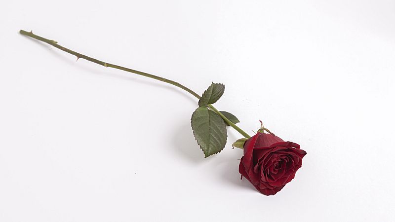 Diálogo con las musas - Música para una rosa - Escuchar ahora