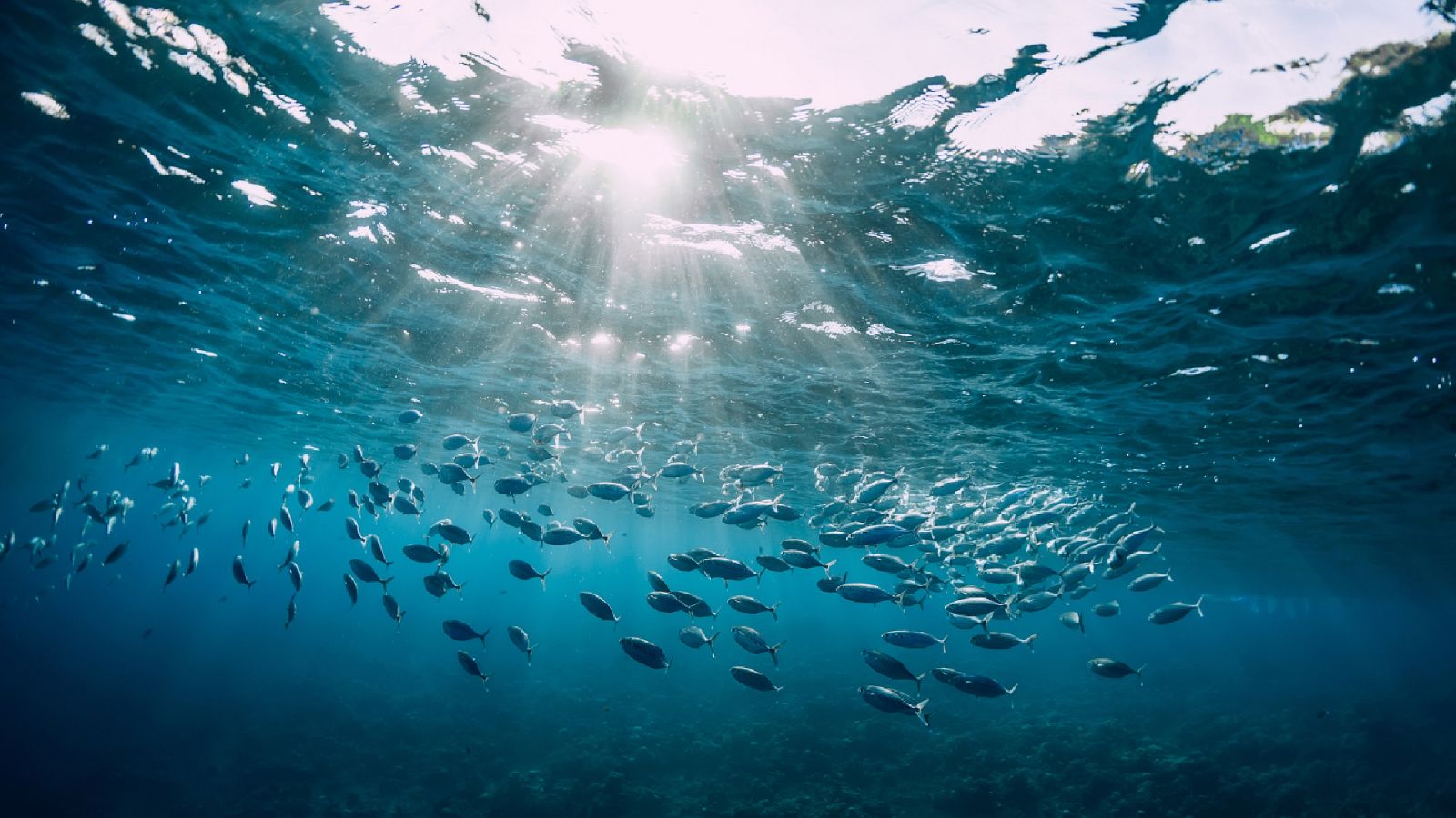 La aventura del conocimiento - Instituto Español de Oceanografía - Escuchar ahora