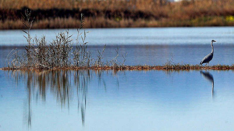 Flamencos y otras aves en L'Albufera 02/02/23 - escuchar ahora