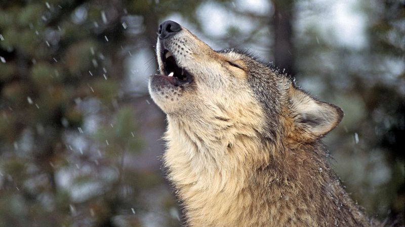 Longitud de onda: ¿Por qué aúllan los lobos? 