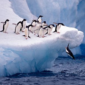 Españoles en la mar - Españoles en la mar - La personalidad de las poblaciones de pingüinos antárticos - 07/02/23 - escuchar ahora