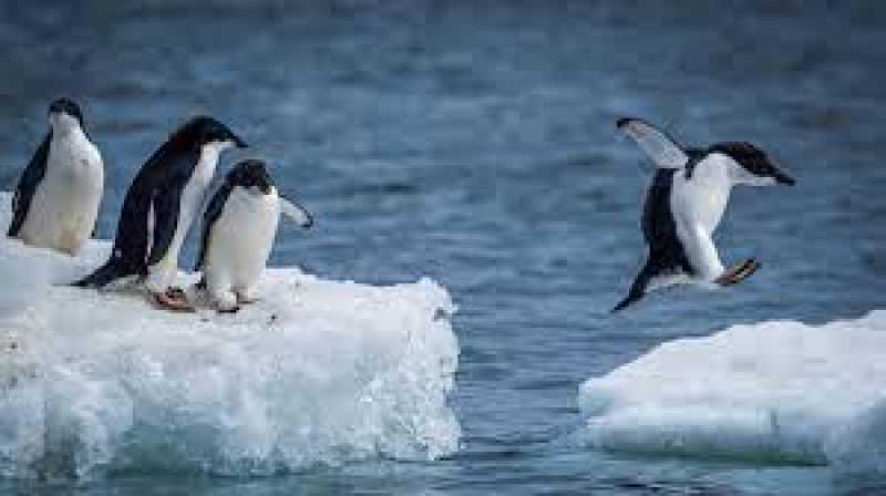 L'Oceanogrfic con los pinguinos en la Antrtida 09/02/23 - escuchar ahora