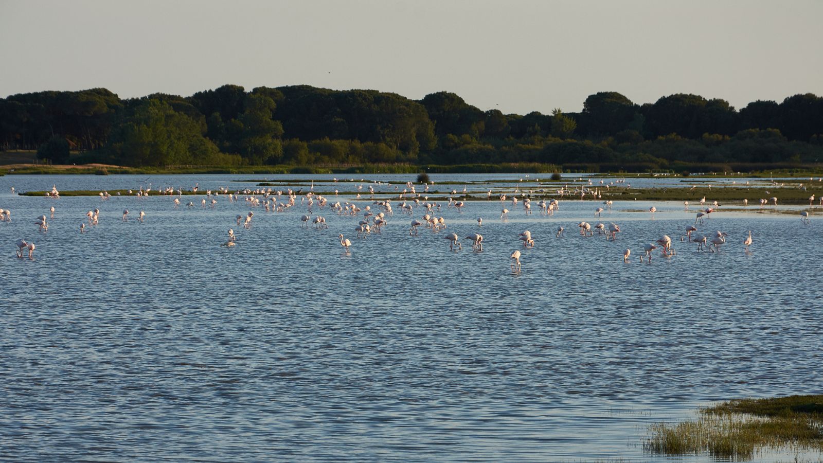 Planeta vivo - Las aves se reproducen mucho menos en Doñana - 15/02/23 - Escuchar ahora