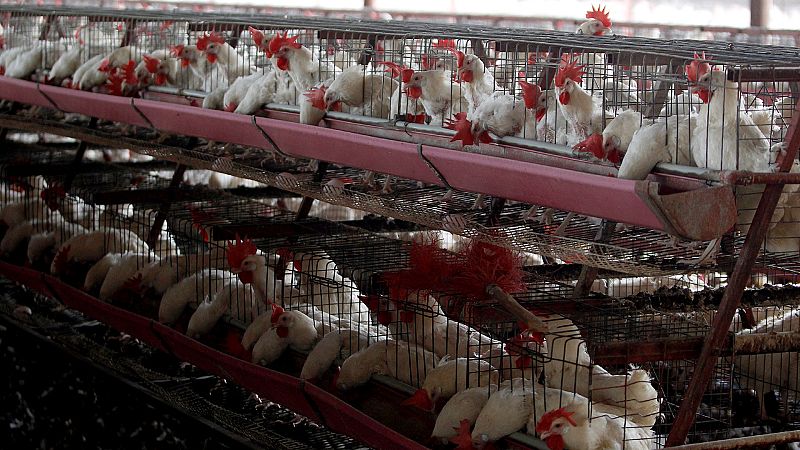 Las Mañanas de RNE con Íñigo Alfonso - Gripe aviar: "La transmisión alimentaria es limitada, aunque no imposible" - Escuchar ahora