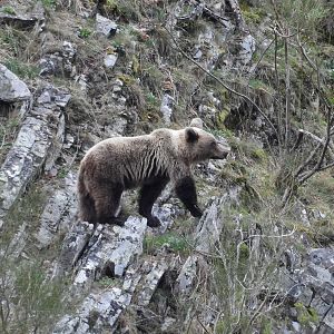 Reserva natural - Reserva natural - En el 'país de los osos' - 23/02/23 - Escuchar ahora