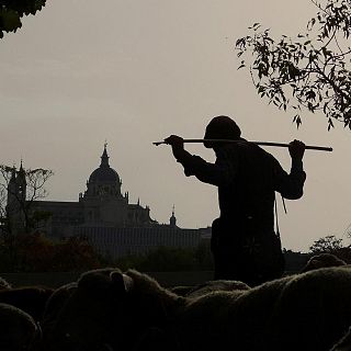 La Mesta, reino de lana