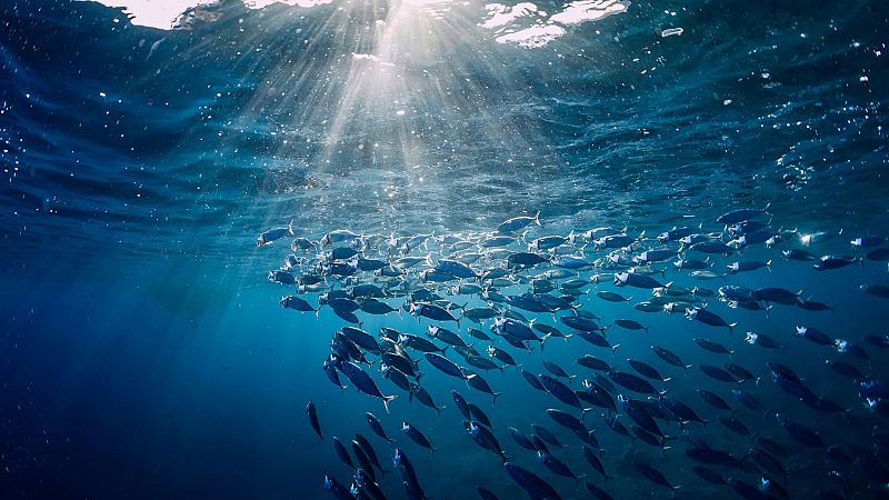 14 horas fin de semana - Acuerdo de la ONU para los océanos: "Hay una necesidad de proteger el 30% de la biodiversidad marina antes del 2030" - Escuchar ahora
