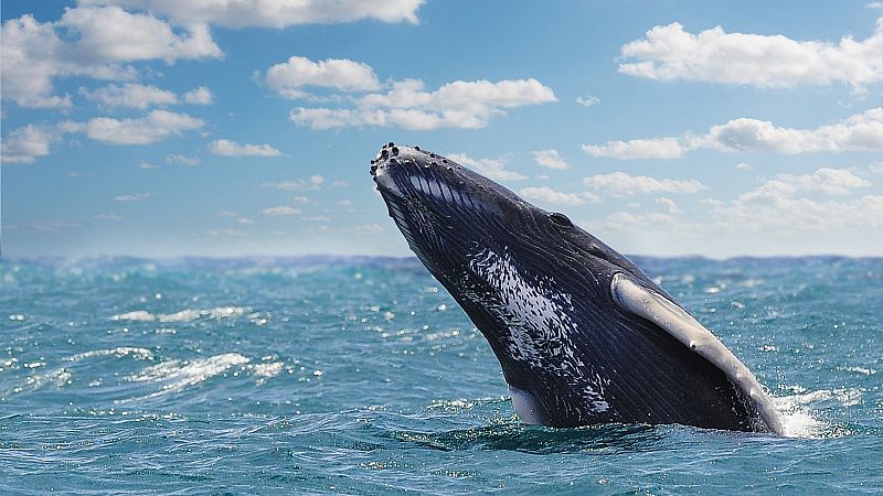 Más cerca - Acuerdo histórico para proteger los oceános - Escuchar ahora 