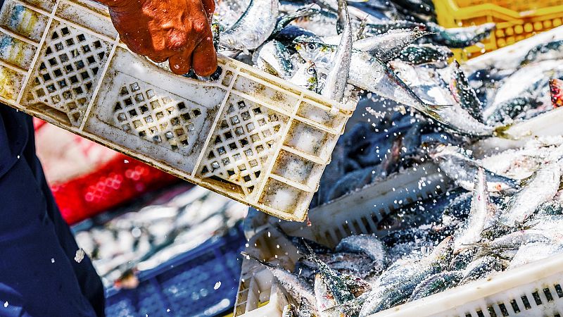 Más cerca - El sector pesquero insiste en la rebaja del IVA - Escuchar ahora 
