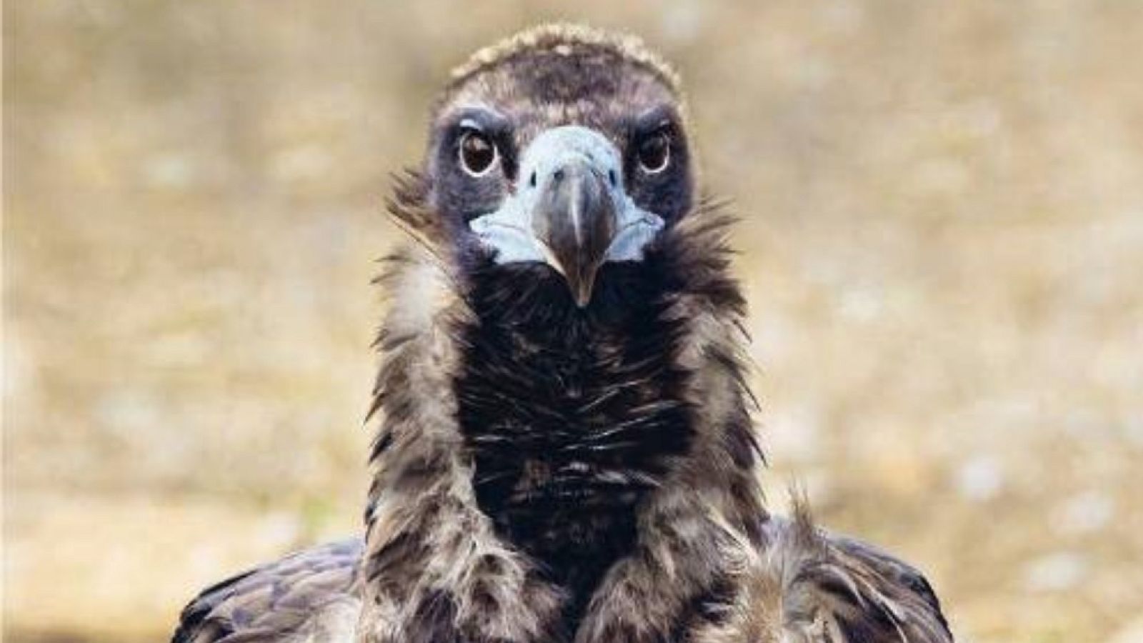 La Radio tiene ojos - CNIO ARTE 2023 - 12/03/23 - escuchar ahora