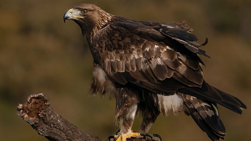 Iberia, naturaleza infinita': España vista por un águila