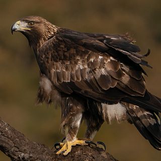 Iberia, naturaleza infinita': España vista por un águila