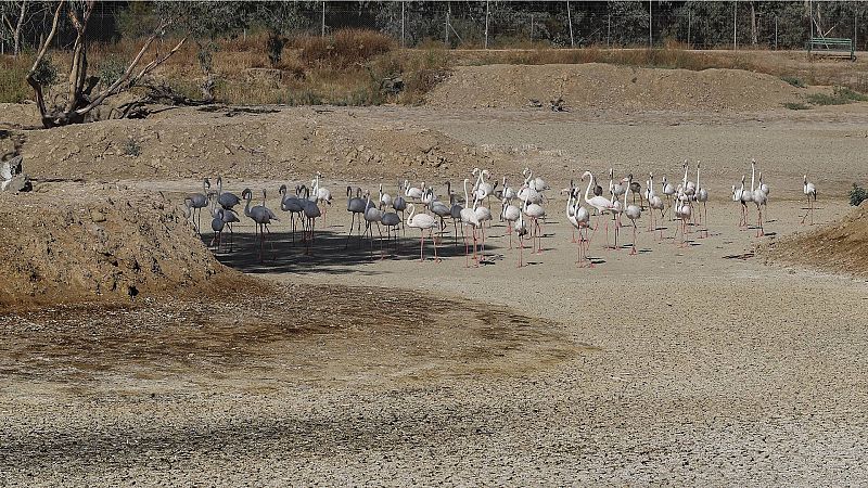 24 horas - Juan Romero (Ecologistas en Acción): "Doñana se parece más a un desierto que a un humedal" - Escuchar ahora