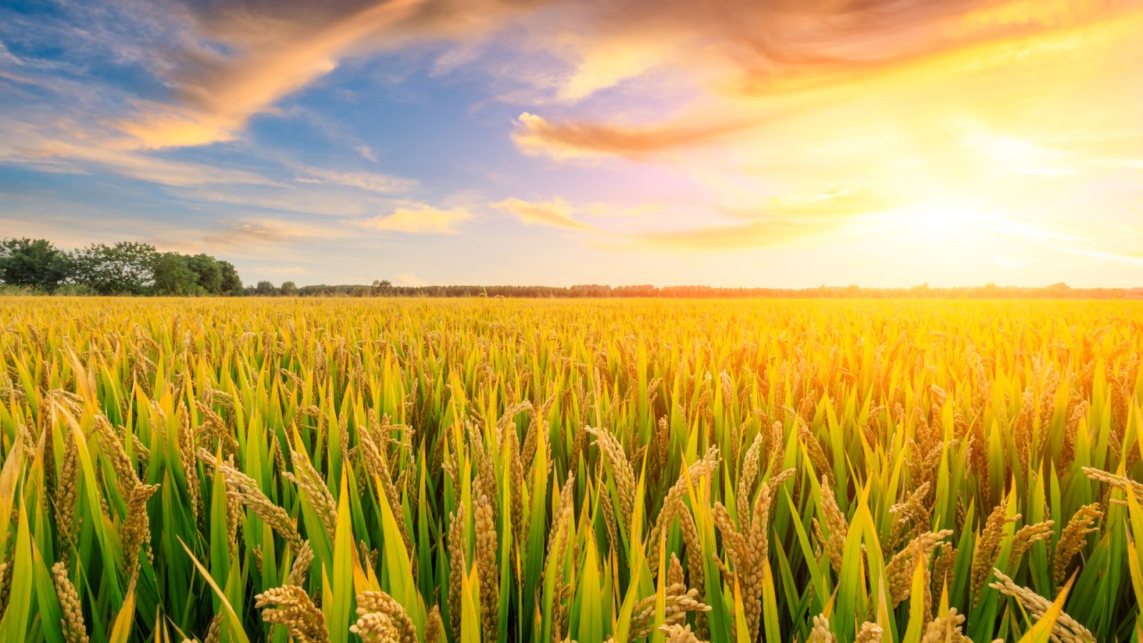 Planeta vivo - El Co2 empobrece los cultivos de arroz - 29/03/23 - Escuchar ahora