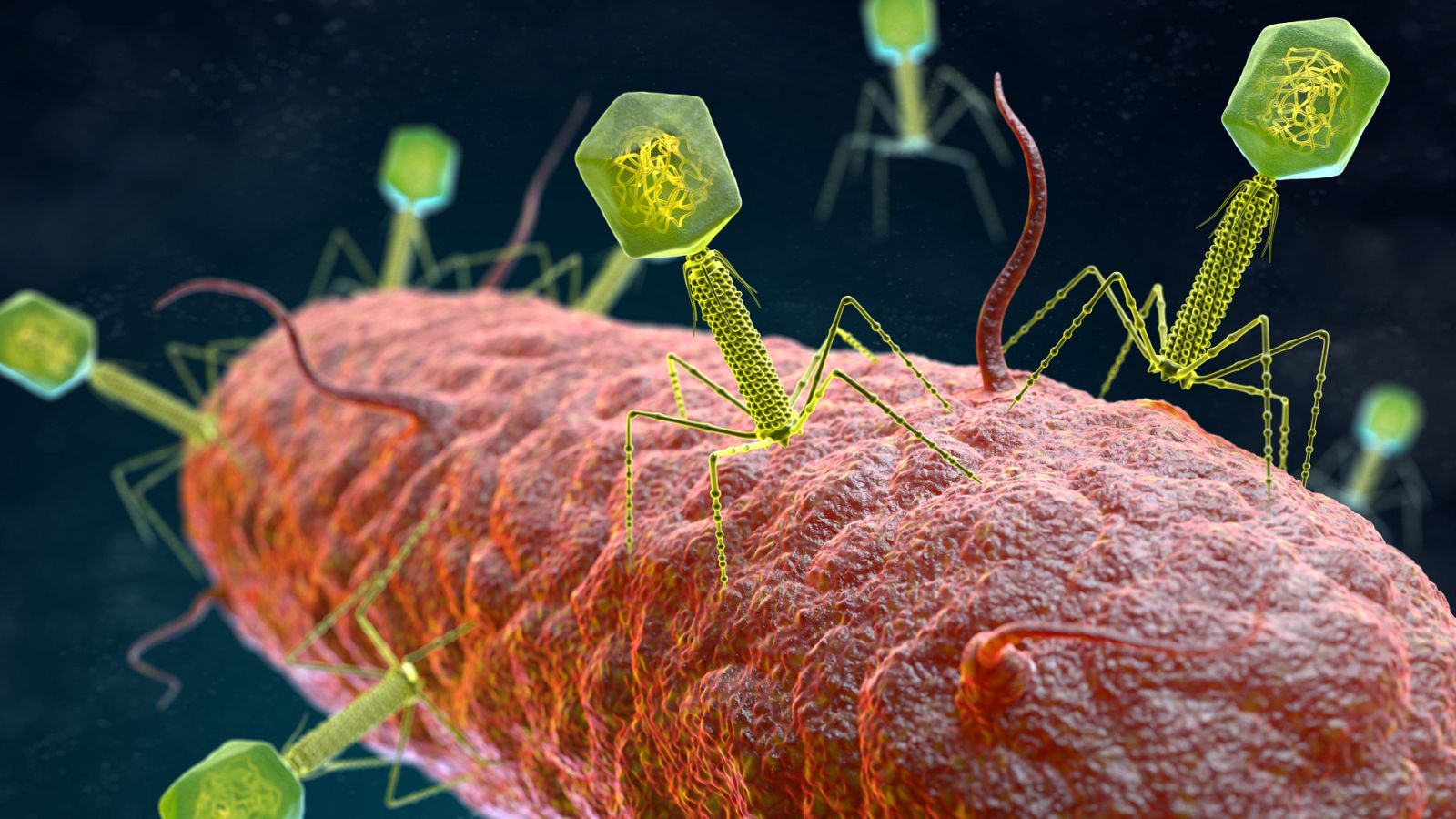 Alimento y salud - Dieta en la gestación. Los fagos - 09/04/23 - escuchar ahora