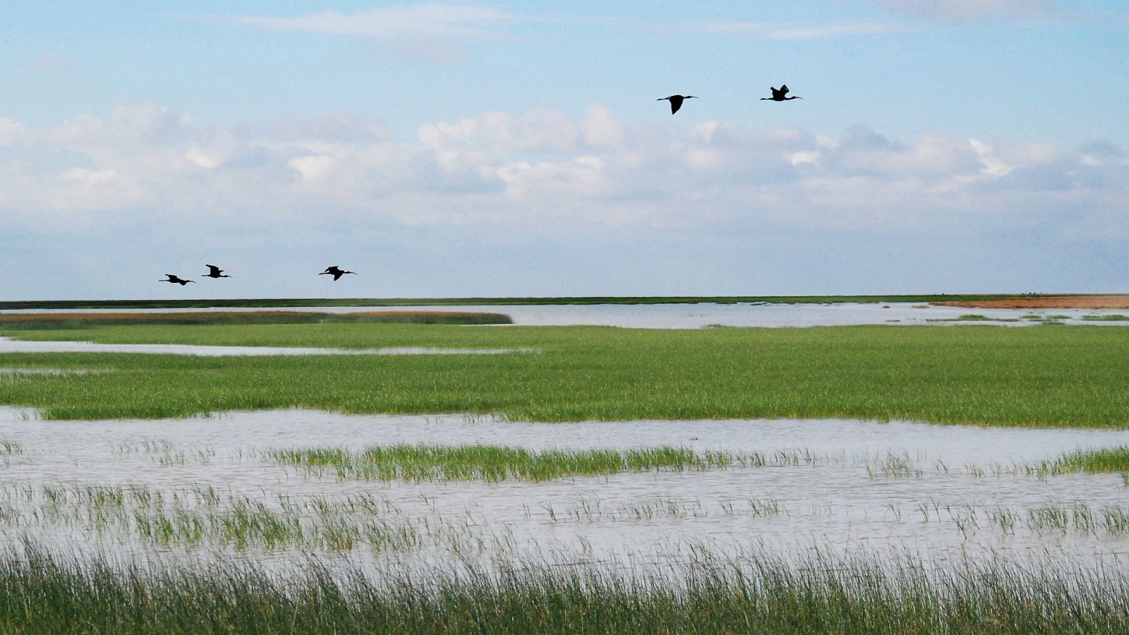 Más cerca - SEO Birdlife: 'El estado de Doñana es el peor de su historia' - Escuchar ahora