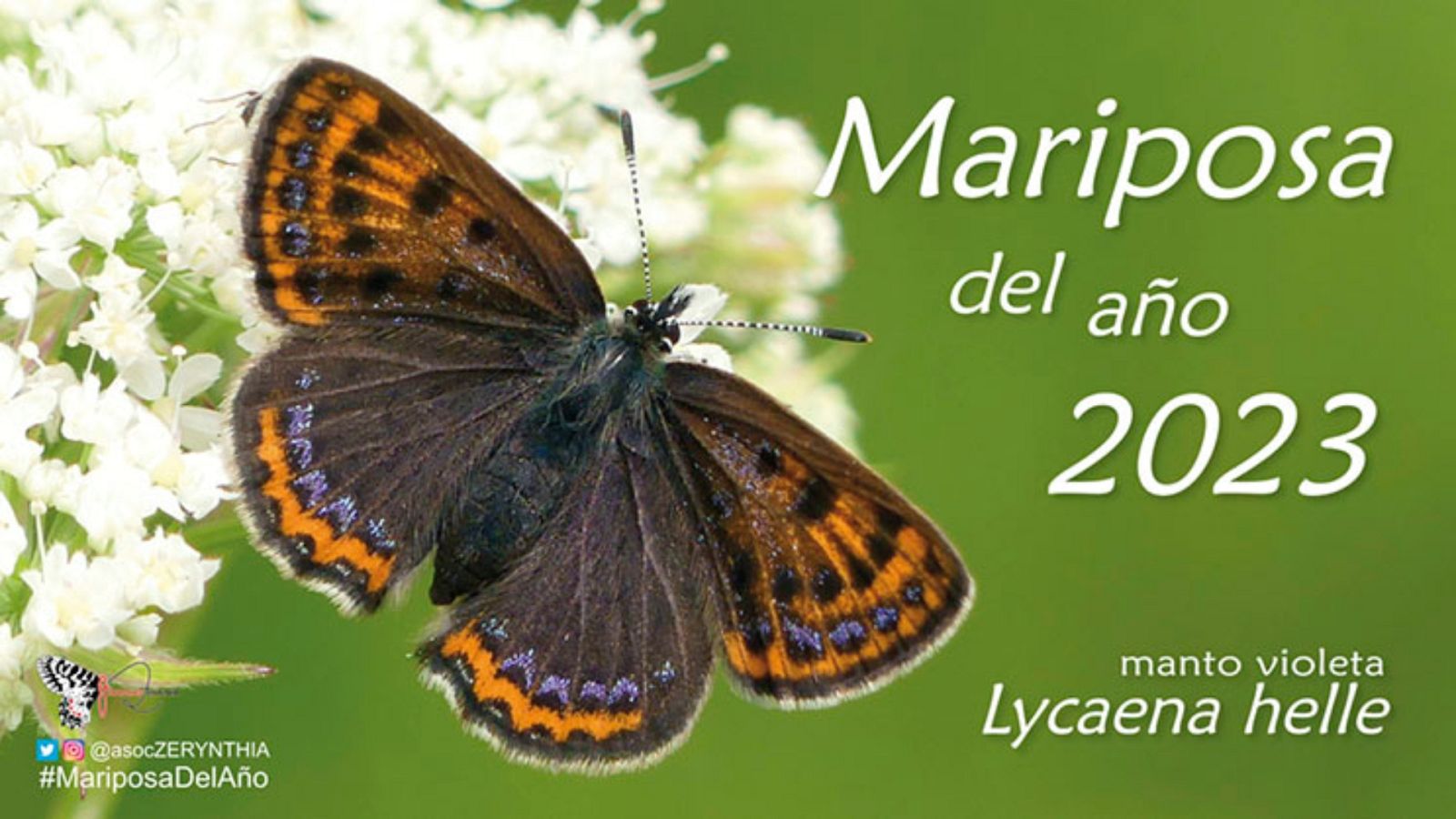 Reserva natural - ¿Conocemos bien el mundo de las mariposas? - 13/04/2023 - Escuchar ahora