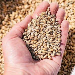 Europa abierta - Europa abierta - Polonia y Hungría vetan el grano ucraniano - Escuchar ahora