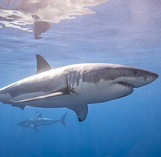 ¿Cuál es la situación de los tiburones en nuestro entorno? 