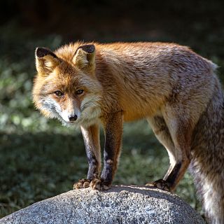 Instinto animal en Radio 5