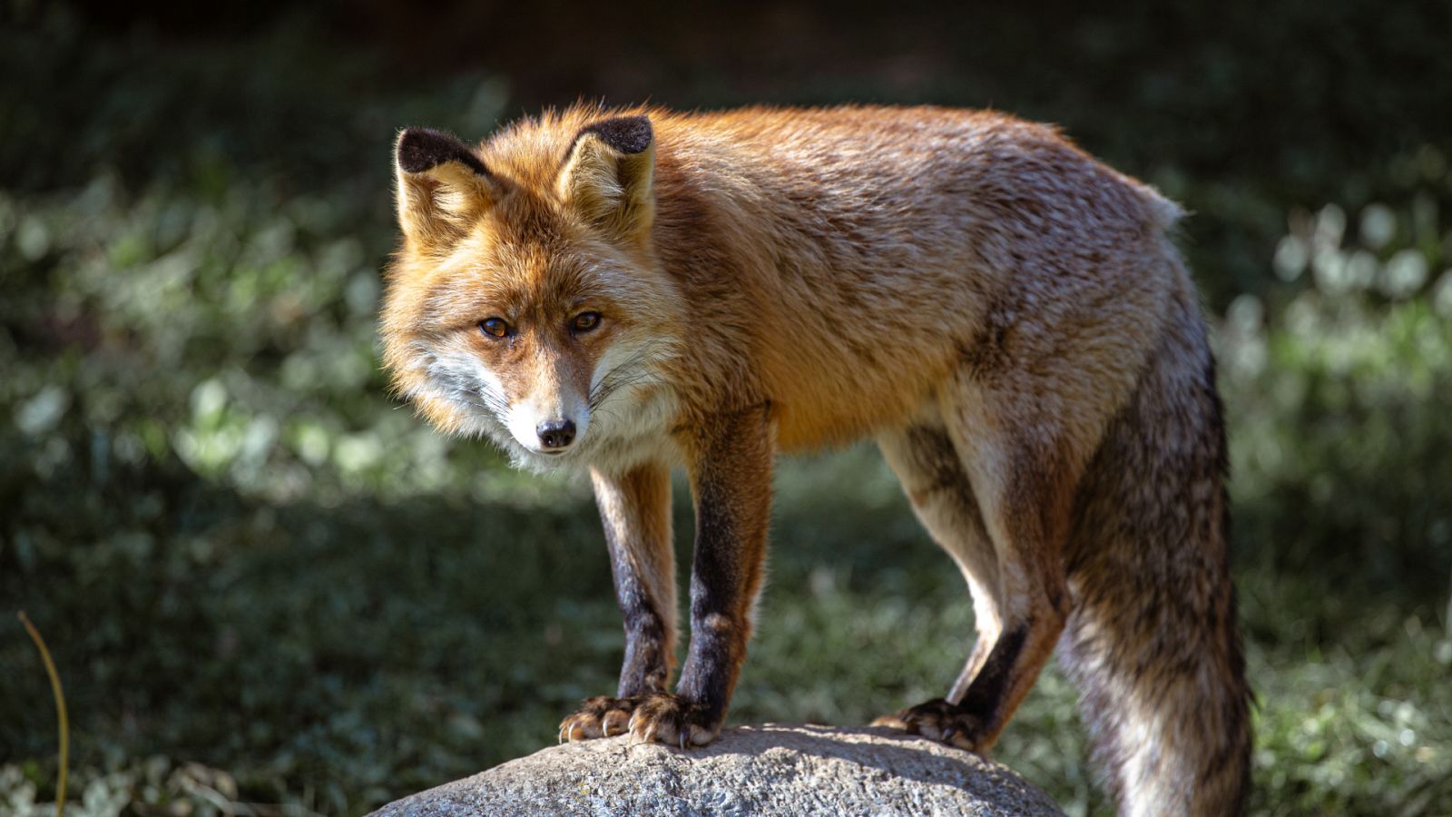 Instinto animal - Zorros - 20/04/23 - escuchar ahora