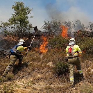 El gallo que no cesa