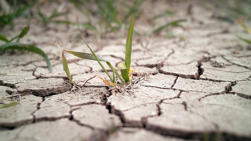 Mundo rural - Sequía que atraviesa el campo español y sus posibles soluciones - 21/04/23 - escuchar ahora