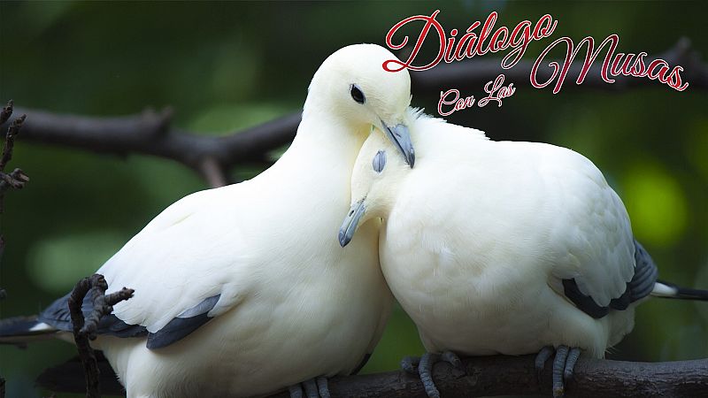 Diálogo con las musas - El vuelo de la paloma - Escuchar ahora