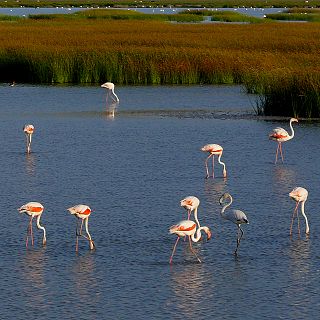 Doñana ha perdido ya el 70% de la marisma histórica