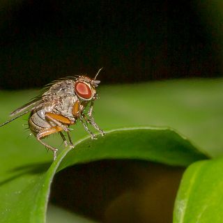 Instinto animal en Radio 5