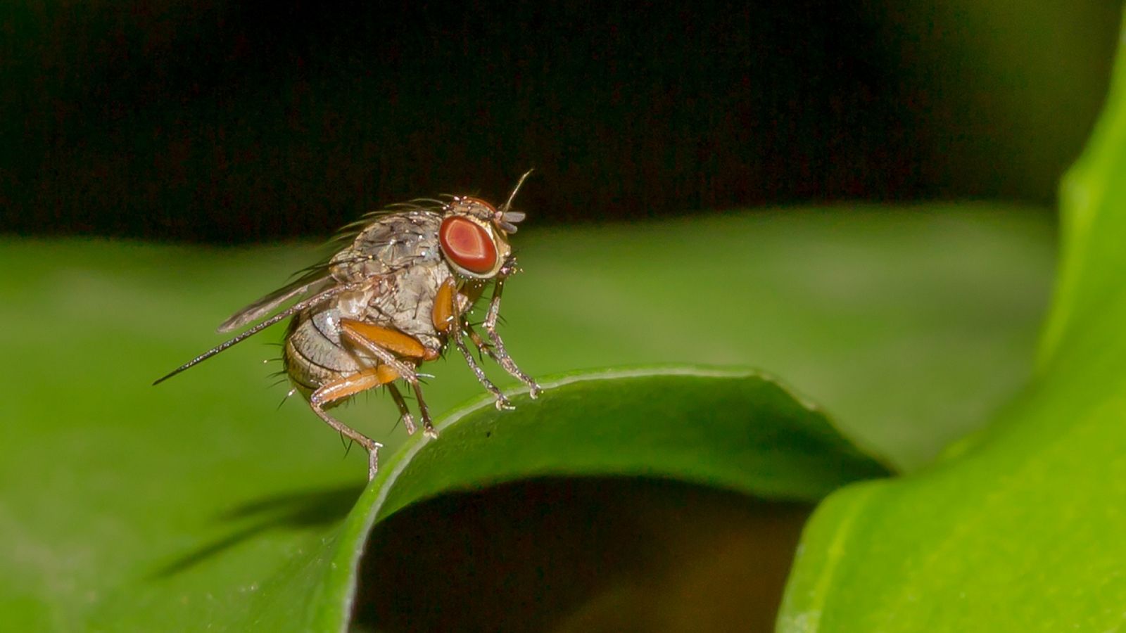 Instinto animal - Moscas: La mosca del vinagre - 04/05/23 - escuchar ahora