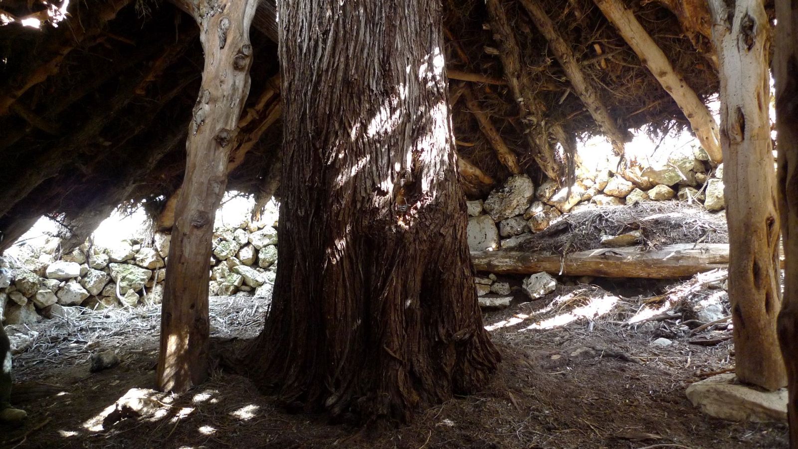 El bosque habitado - Micorrízate. Con Asociación Micorriza - 07/05/23 - escuchar ahora