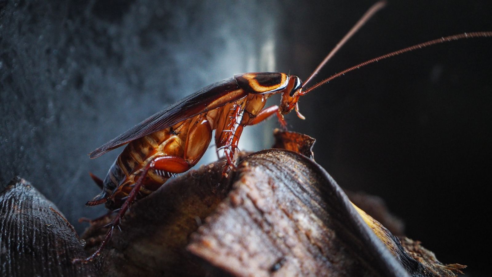 Instinto animal - Cucarachas - 13/05/2023 - Escuchar ahora