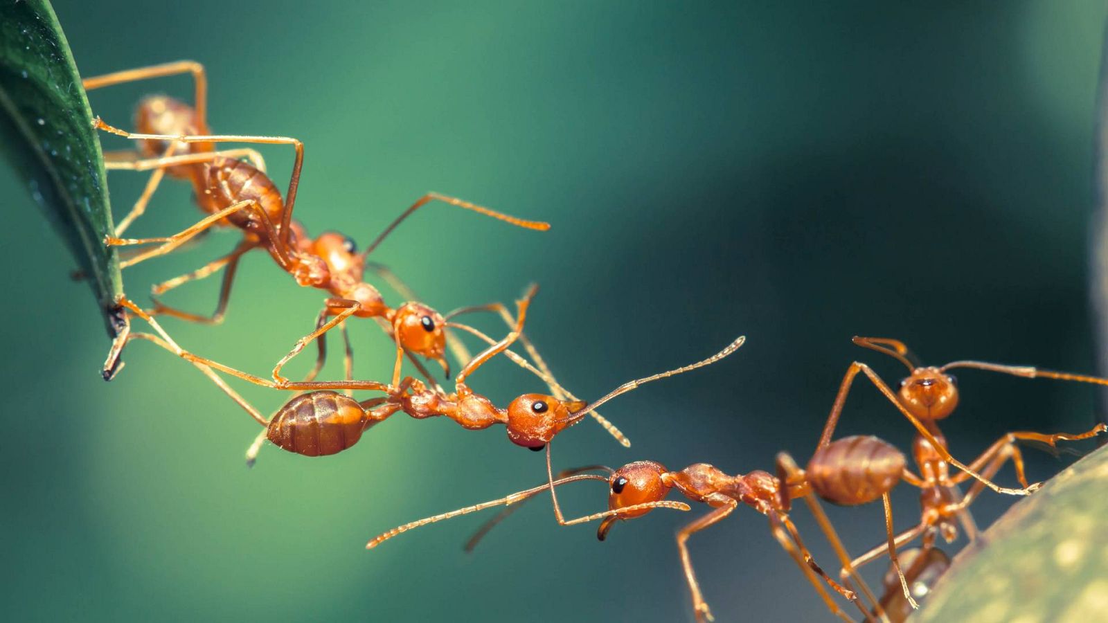 Sapiens - La astucia de los insectos - 13/05/23 - escuchar ahora