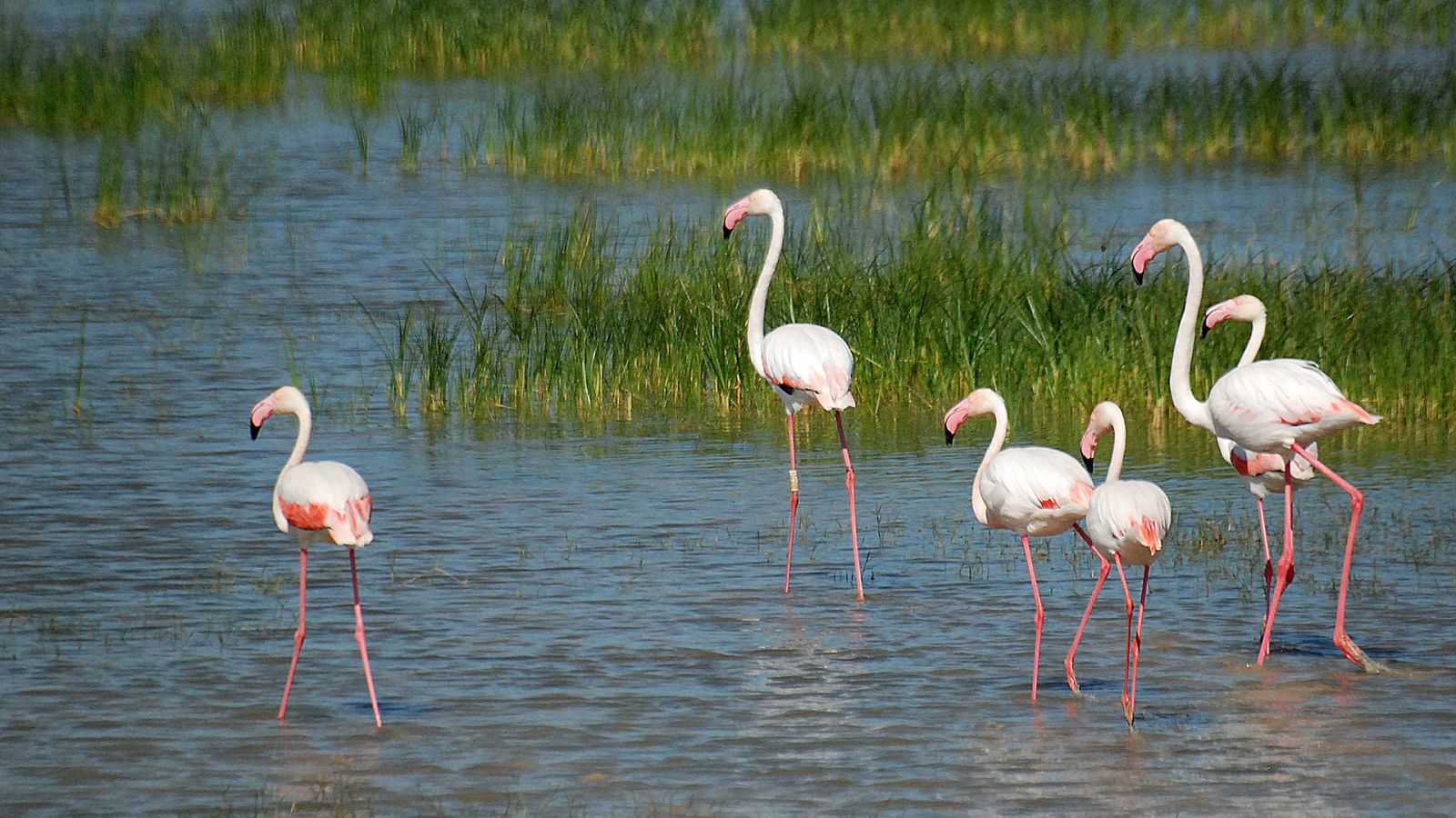 Vida verde - Preservar el agua de Doñana y evitar poner Rumbo al Ecocidio - 20/05/23 - escuchar ahora