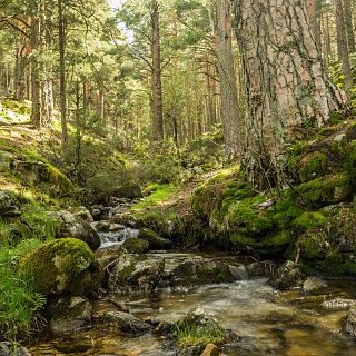 Diálogo con las musas