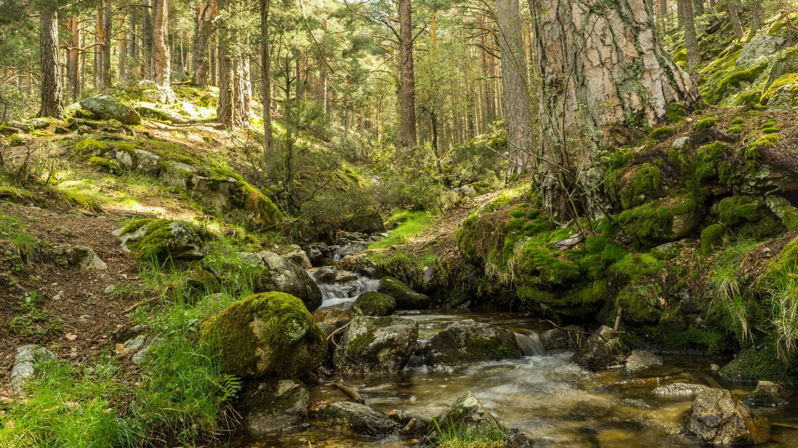 Diálogo con las musas - El canto de los bosques - Escuchar ahora
