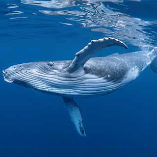 Instinto animal en Radio 5