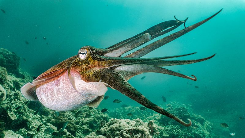 Las Mañanas de RNE con Íñigo Alfonso - Necropsia del calamar gigante hallado en Tenerife: "Esperamos conocer más en profundidad este ejemplar para análisis posteriores de genética" - Escuchar ahora
