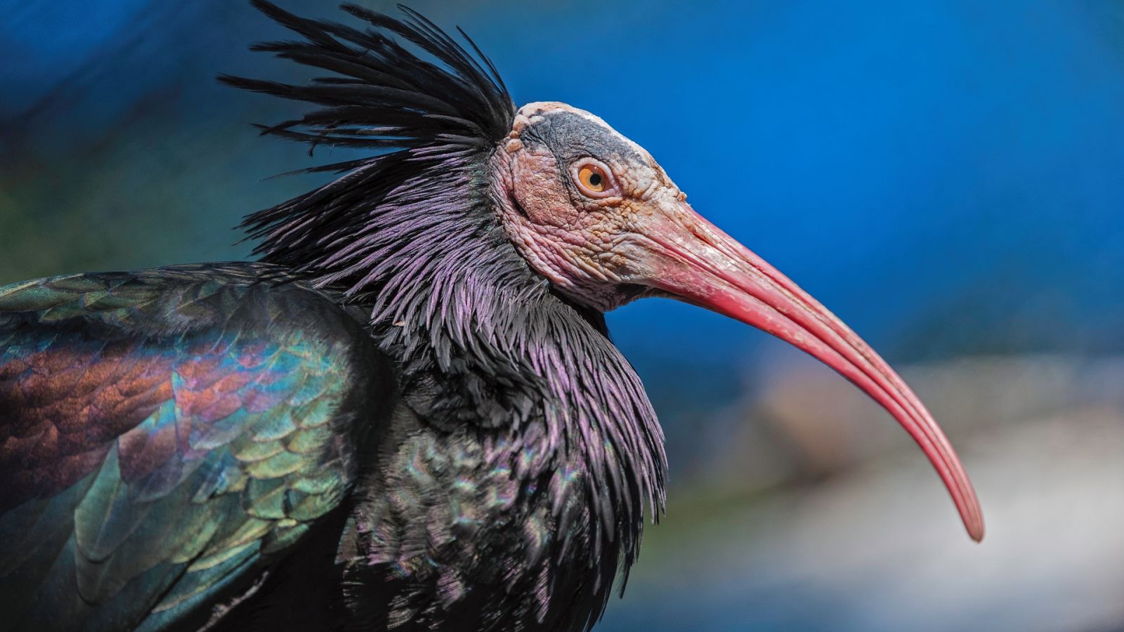 Caminantes - Senderos arenosos - 27/05/2023 - Escuchar ahora