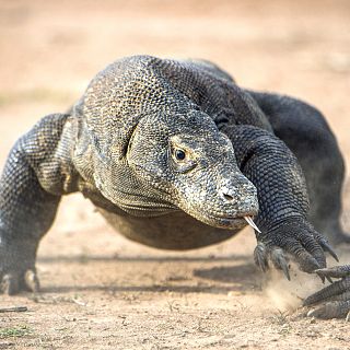 Instinto animal en Radio 5