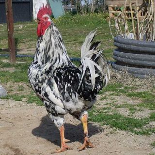 Come sano y calla en Radio 5