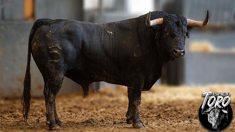Espacio Toro - 'Contento', de Santiago Domecq, un toro de vuelta al ruedo - Escuchar ahora