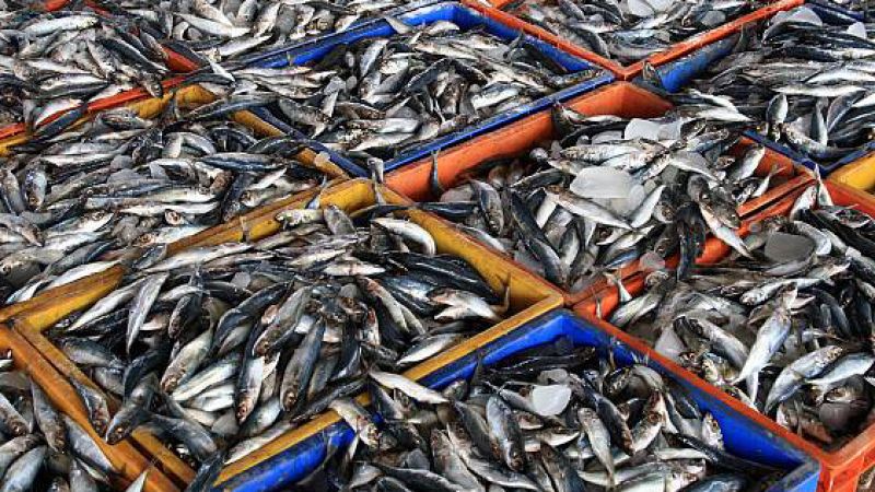 Espa�oles en la mar - Europa apoya revisar las reglas para evitar la sobrepesca - 01/06/23 - escuchar ahora