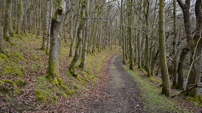Diálogo con las musas - Soñando caminos - Escuchar ahora