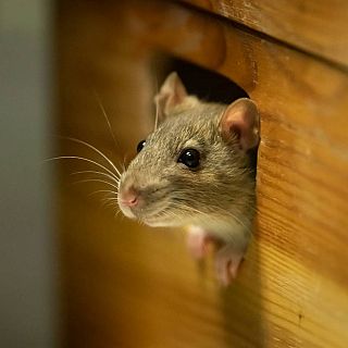 Crescendo: Aprendiz de Brujo y un ratón chiquitín chiquitón - RTVE.es