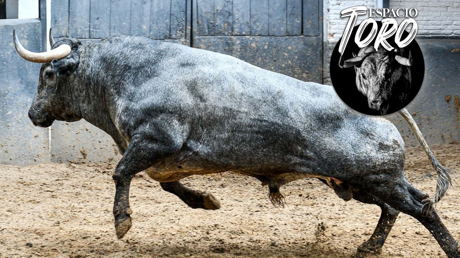 Espacio Toro - Boliviano y Director, dos grandes toros de Victorino - Escuchar ahora