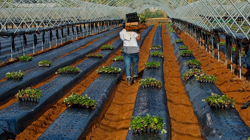 Las Mañanas de RNE - Desde Interfresa acusan al Gobierno de no haber defendido el cultivo en Huelva - Escuchar ahora